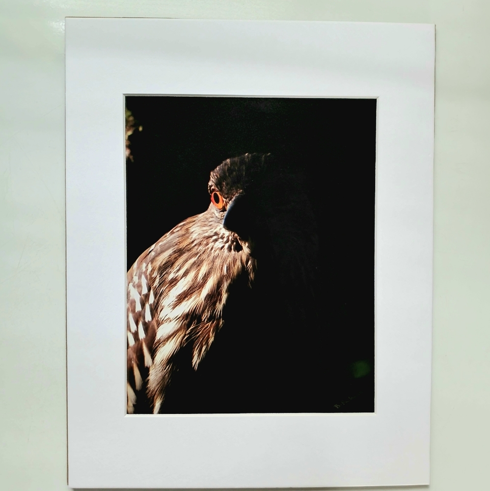 Hawk photo